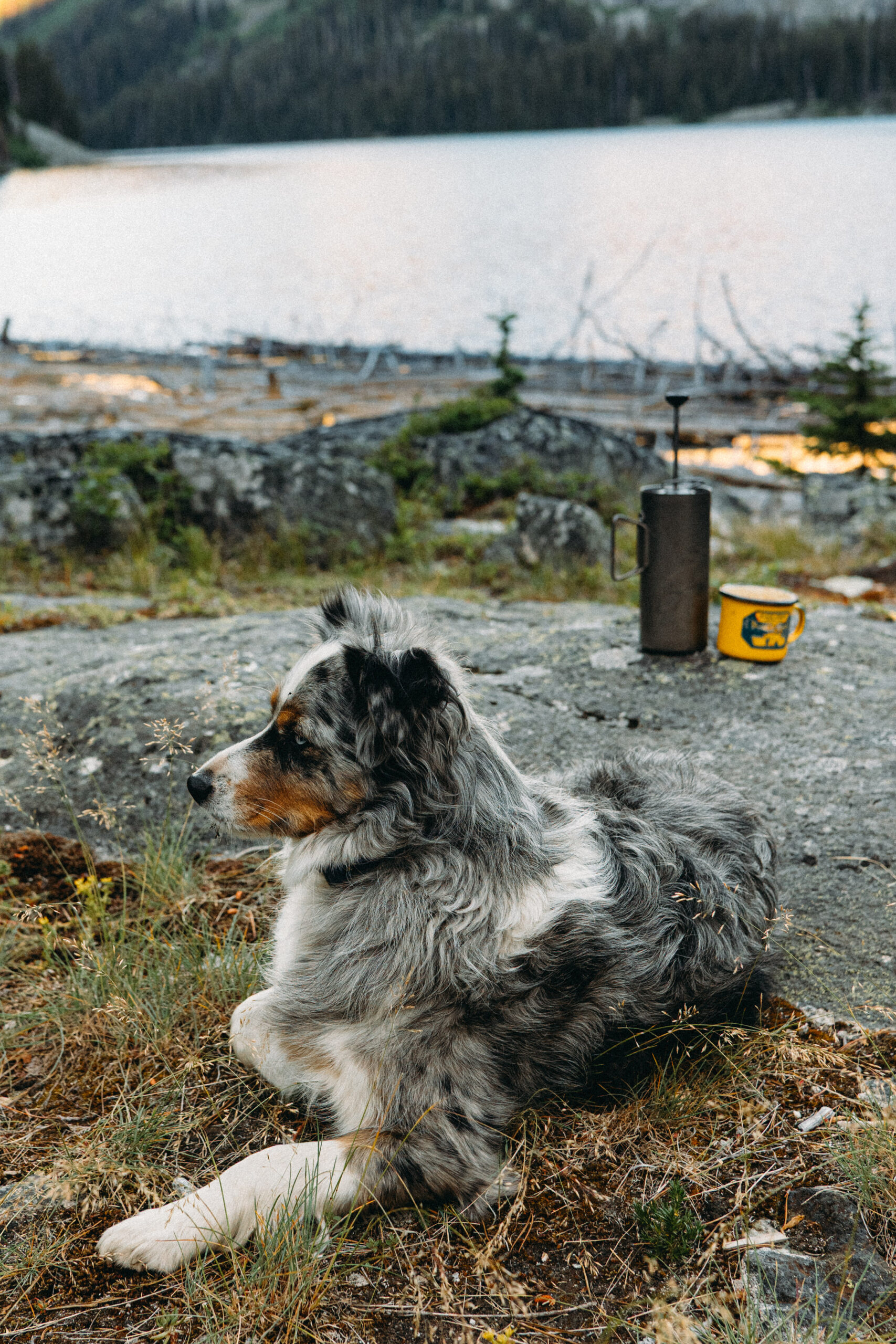 Grayl GeoPress Ti Filter with Coffee Press image 8